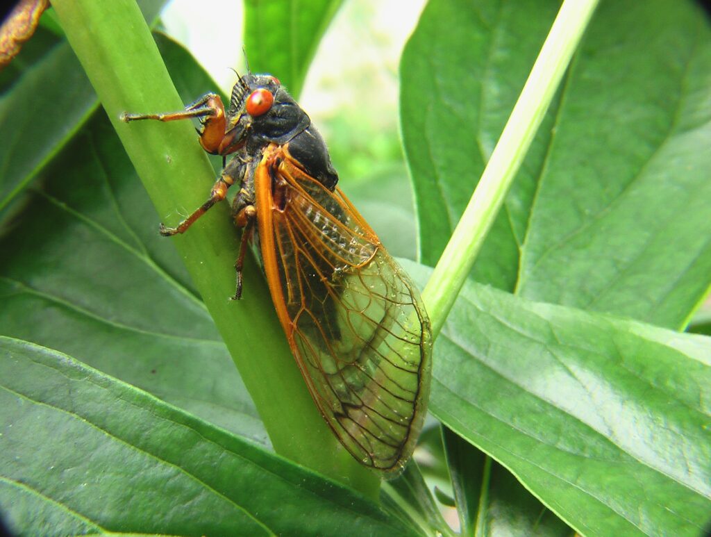 Brood X Cicada