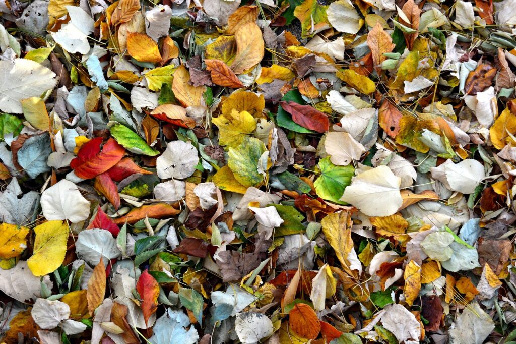 leaf pile